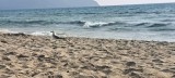 Cala Millor beach - 2025