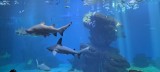 Palma Aquarium