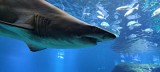 A visit to the Palma Aquarium is one of the highlights of the region