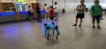 Roboterhund HaRWi