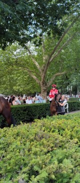 Westminster-135-Grosser-Preis-von-Berlin