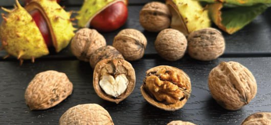 Warum-der-Herbst-so-gesund-ist