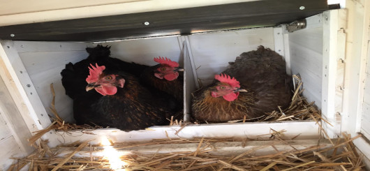 Vogelgrippe-ein-untersch-tztes-Risiko-