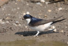 Ausl-schung-einer-Mehlschwalben-Kolonie-stehe-bevor
