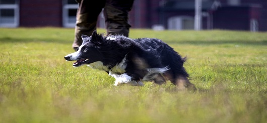 H-tehunde-Granate-auf-vier-Pfoten
