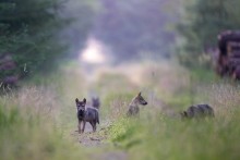 Verst-t-Hessens-Wolfsmanagement-gegen-Naturschutzrecht-
