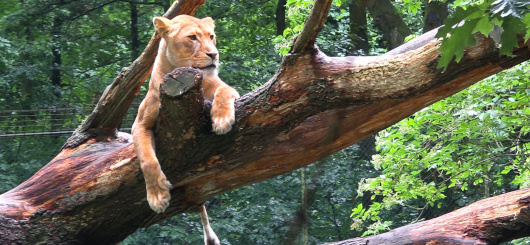 Burgers-Zoo-Arnheim-der-gr-te-der-Niederlande