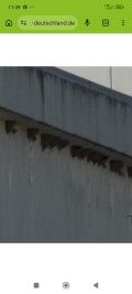 Einige Mehlschwalben bauen neue Nester an den Hubgerüsten der Reaktorgebäude. Bild: Wildtierschutz Deutschland 