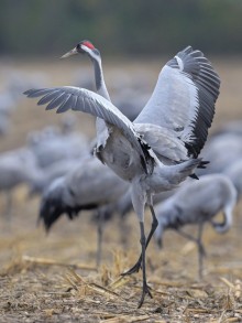 Kranich, Linum. Bild: Natur Konkret