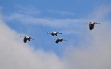 Kraniche im Flug, Bild: Natur Konkret